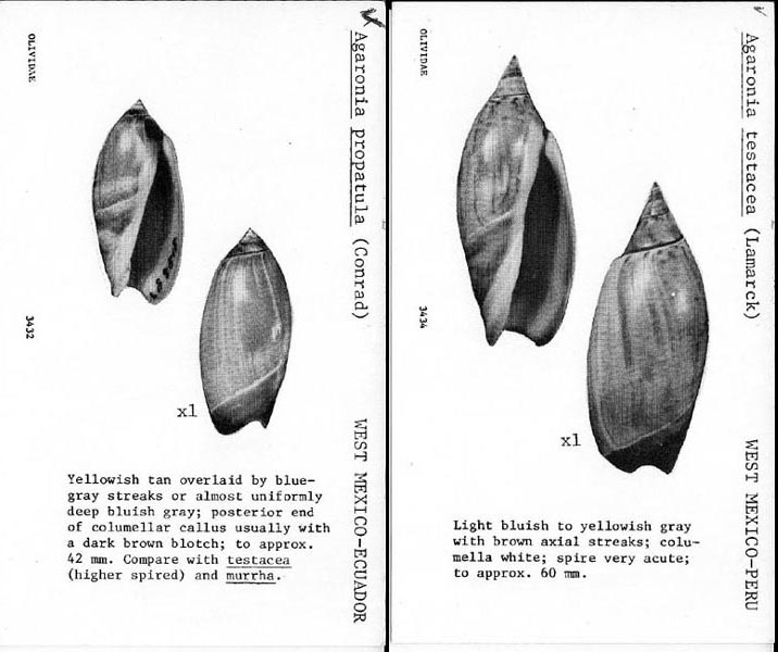Agaronia testacea (Lamarck, 1811) cf. 343210