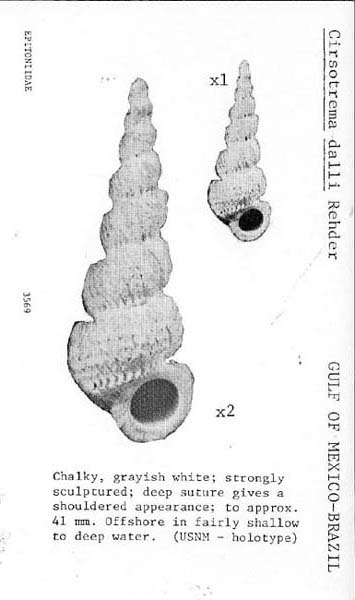 Cirsotrema pumiceum (Brocchi, 1814) 356910