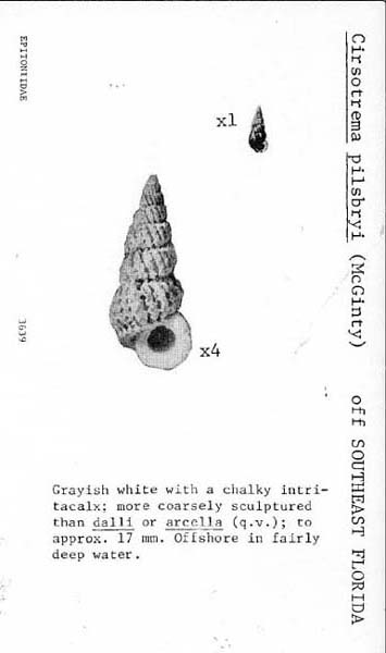 Cirsotrema pumiceum (Brocchi, 1814) 363910