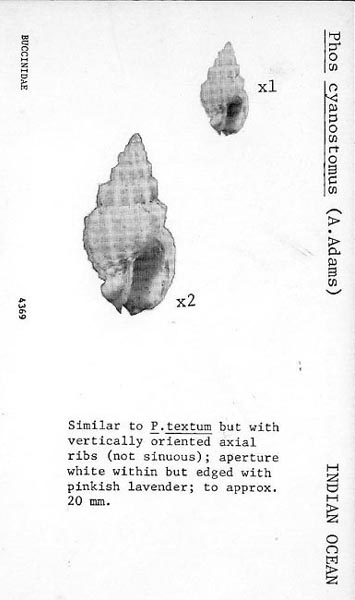 Phos cyanostoma (A. Adams, 1851) 436910