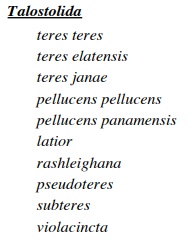Talostolida teres natalensis - (Heiman & Mienis, 2002) voir Talostolida pellucens pellucens (Melvill, 1888) 54564510