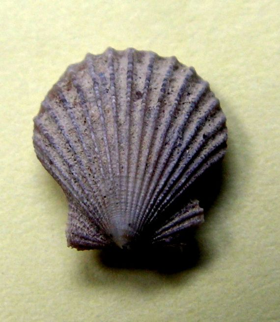 Pectinidae - † Aequipecten oligosquamosa (Sacco, 1897) - Plaisancien Aequol10