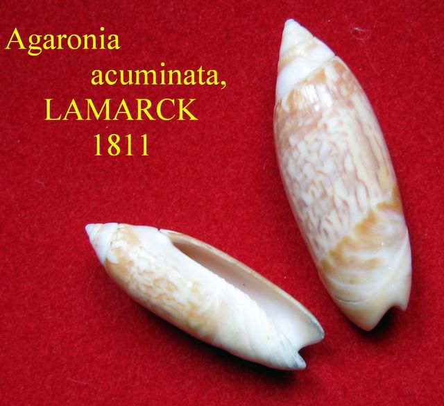 Agaronia_acuminata_Lamarck 1811 Agacum10