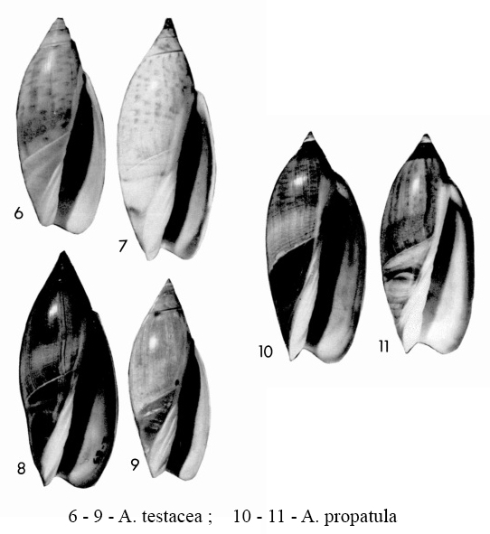 Agaronia testacea (Lamarck, 1811) cf. Agar10