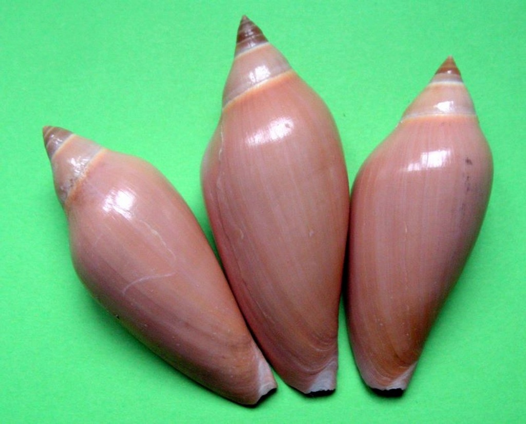 Amoria molleri (Iredale, 1936)  Amomor10