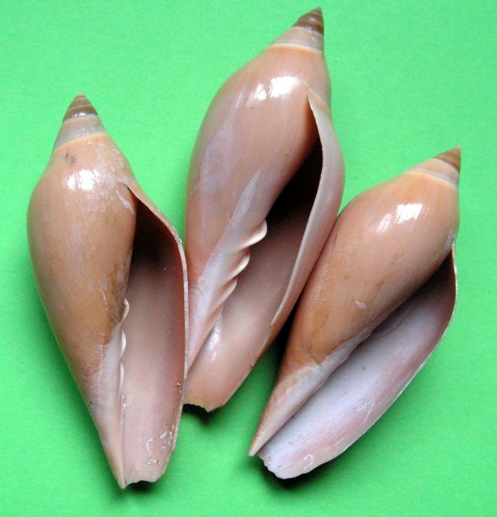 Amoria molleri (Iredale, 1936)  Amomor12