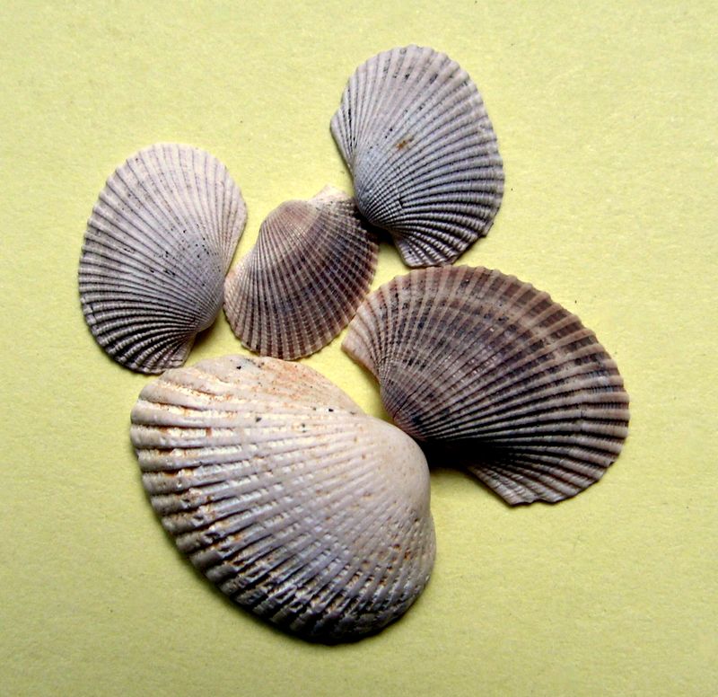 Arcidae - † Arca diluvii (Lamarck, 1819) - Pliocène Italien Anadil11