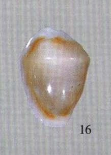 Palmadusta androyensis consanguinea f. vespertilio -  Luigi Bozzetti Ann10