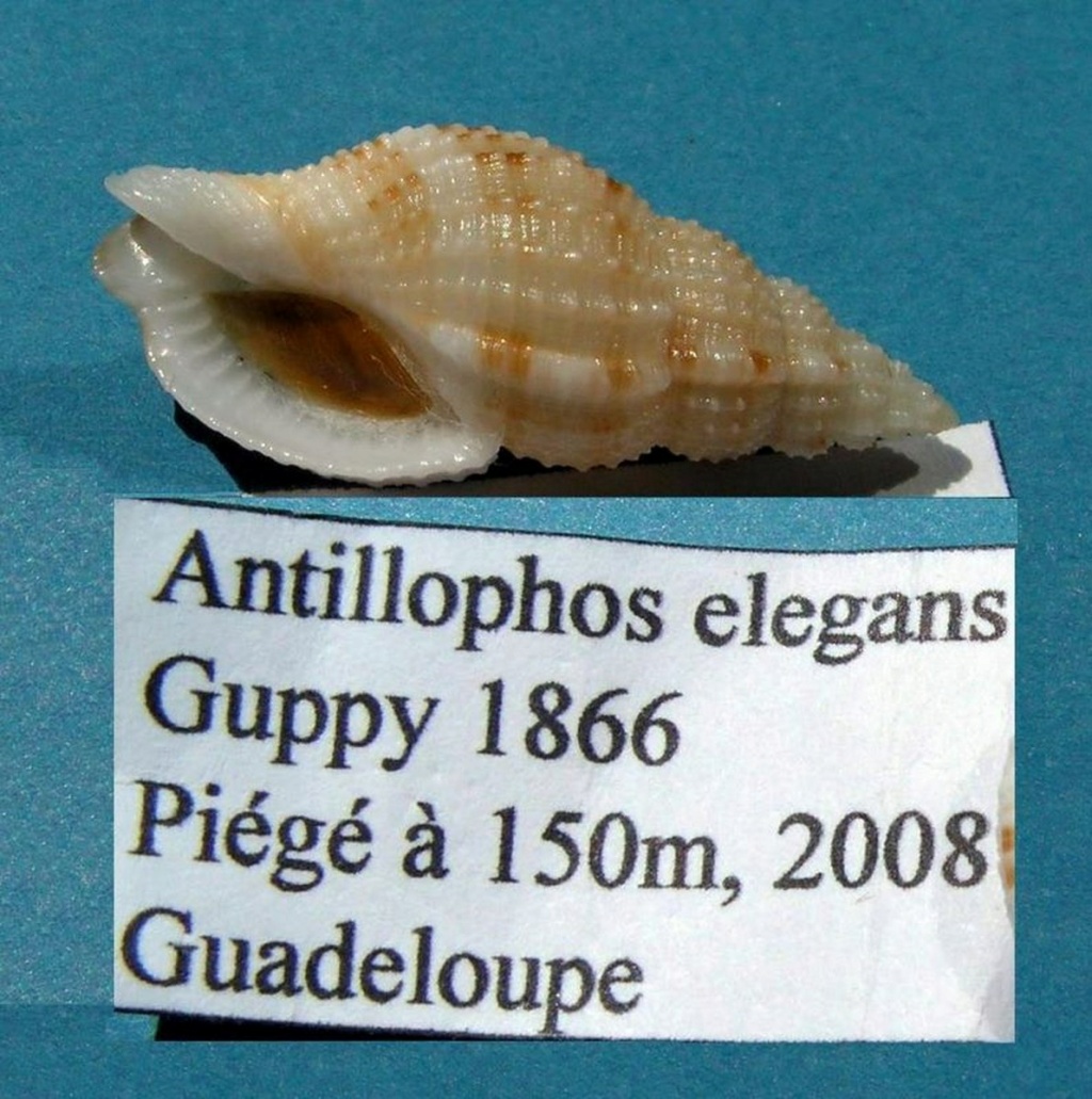 Antillophos elegans (Guppy, 1866)  Antele11