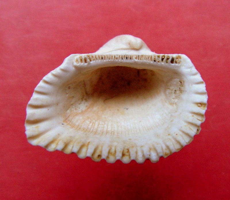 Arcidae - † Arca cardiiformis (Basterot, 1825) Arcard10