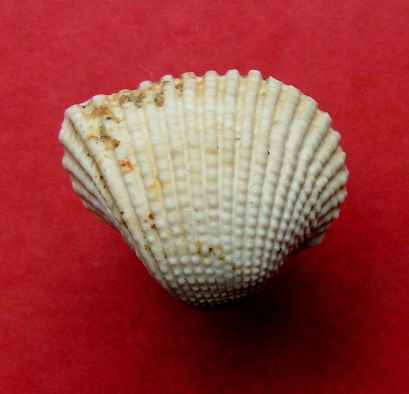 Arcidae - † Arca cardiiformis (Basterot, 1825) Arcard11