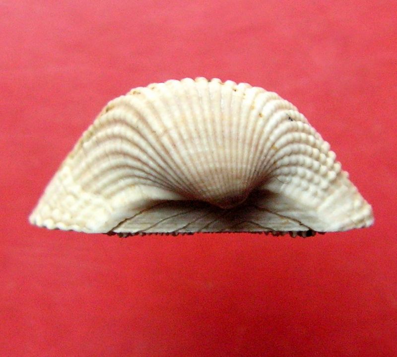 Arcidae - † Arca cardiiformis (Basterot, 1825) Arcard12