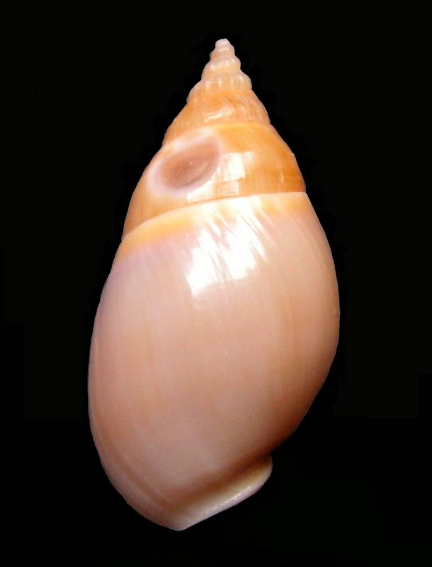 Dorsanum miran (Bruguière, 1789) Bullmi10