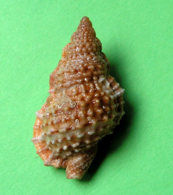 Bursidae Dulcerana granularis (Röding, 1798) Bursgr11