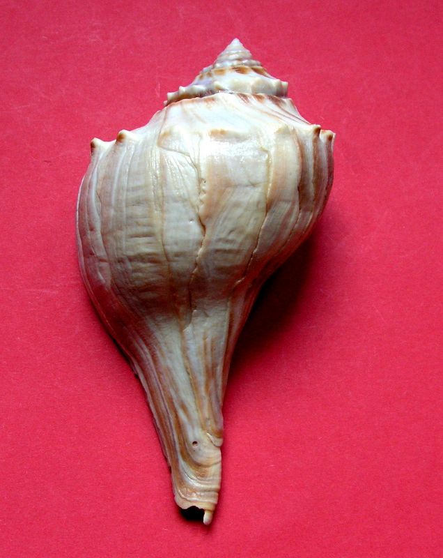Busyconidae Busycon carica (Gmelin, 1791) Busyly10