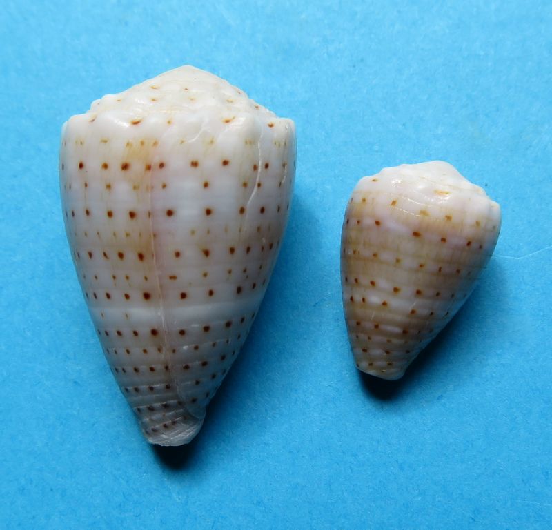 Conus (Virroconus) abbreviatus (Reeve, 1843) C_abbr10