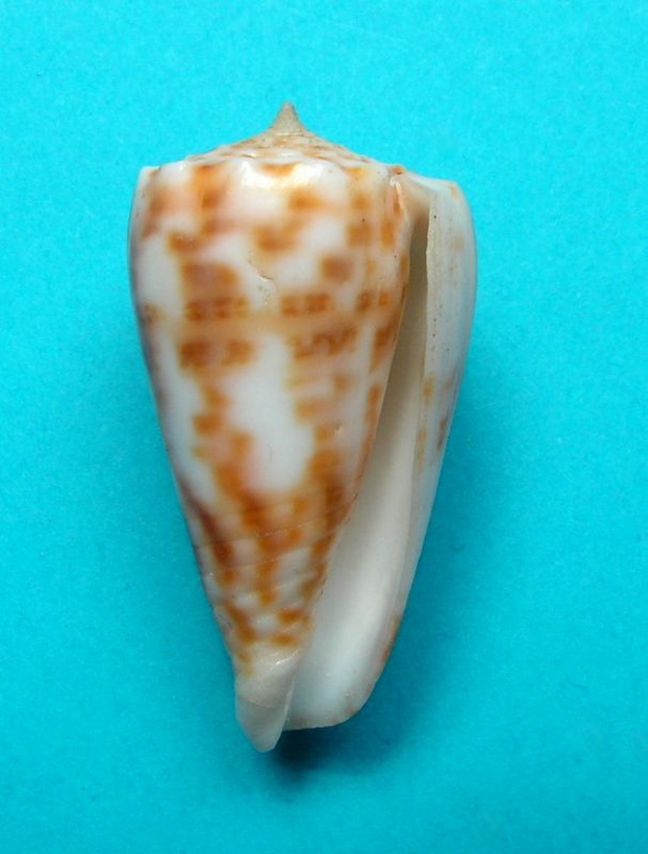 Conus (Phasmoconus) alexandrei  Limpalaër & Monnier, 2012 C_alex11