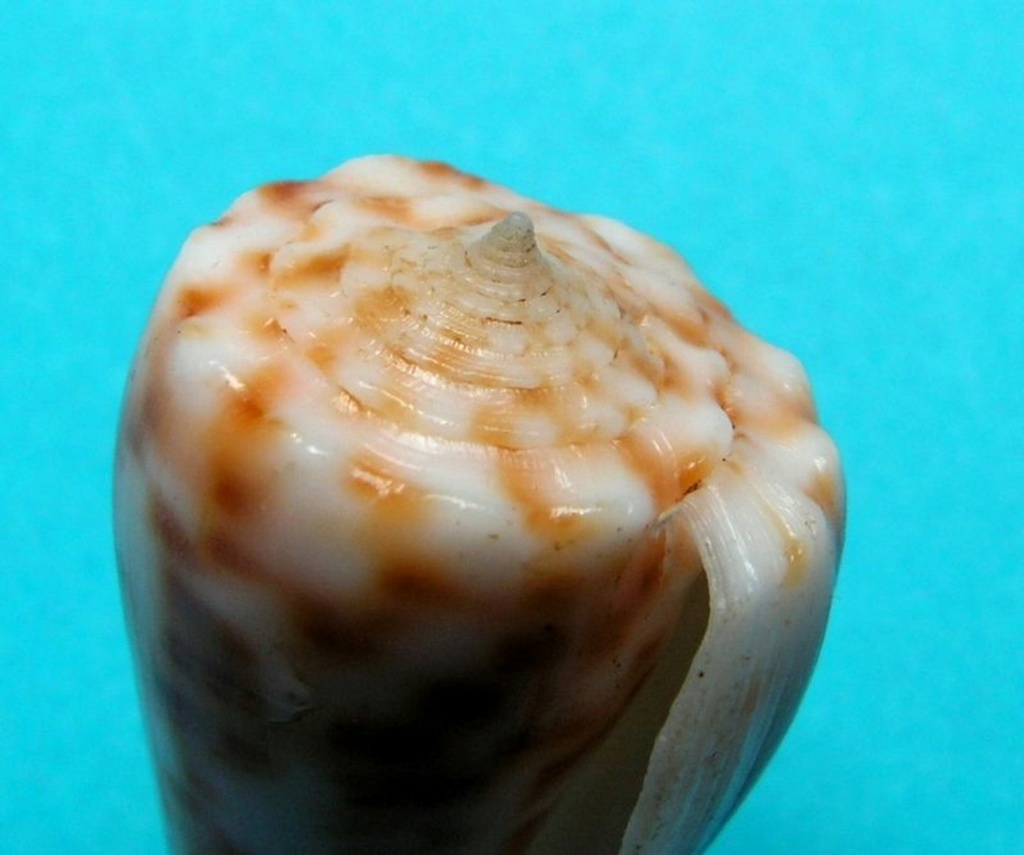 Conus (Phasmoconus) alexandrei  Limpalaër & Monnier, 2012 C_alex12
