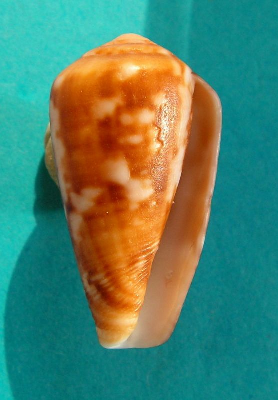 Conus (Floraconus) algoensis algoensis (Sowerby I, 1834) voir Conus (Sciteconus) algoensis C_algo12