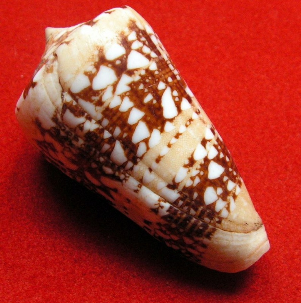 Conus (Cylinder) ammiralis  Linnaeus, 1758 C_ammi10