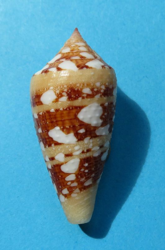 Conus (Cylinder) ammiralis archithalassus Hwass Bruguière 1792 C_ammi14