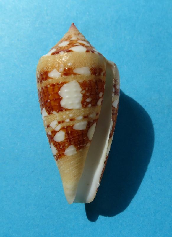 Conus (Cylinder) ammiralis archithalassus Hwass Bruguière 1792 C_ammi15