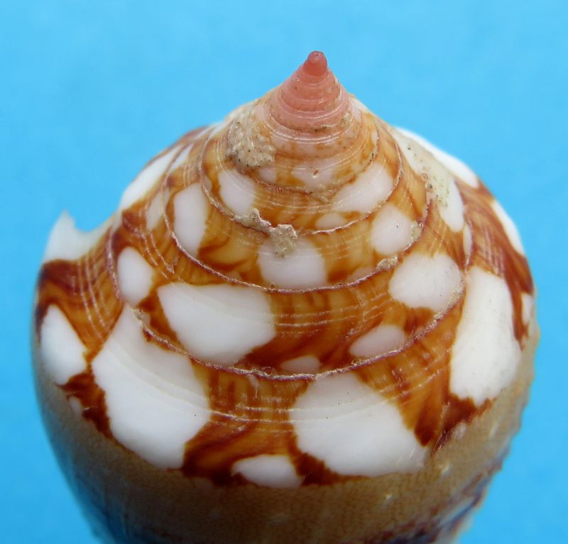 Conus (Cylinder) ammiralis archithalassus Hwass Bruguière 1792 C_ammi16