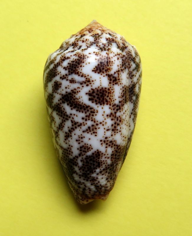 Conus (Puncticulis) arenatus var. undata (Dautzenberg 1937) voir arenatus C_aren10