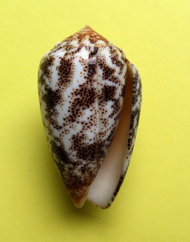 Conus (Puncticulis) arenatus var. undata (Dautzenberg 1937) voir arenatus C_aren11