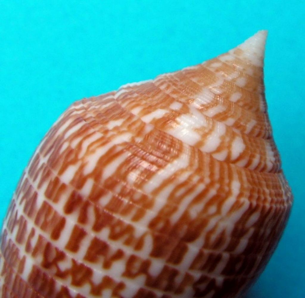 Conus (Phasmoconus) armadillo  Shikama, 1971 C_arma10