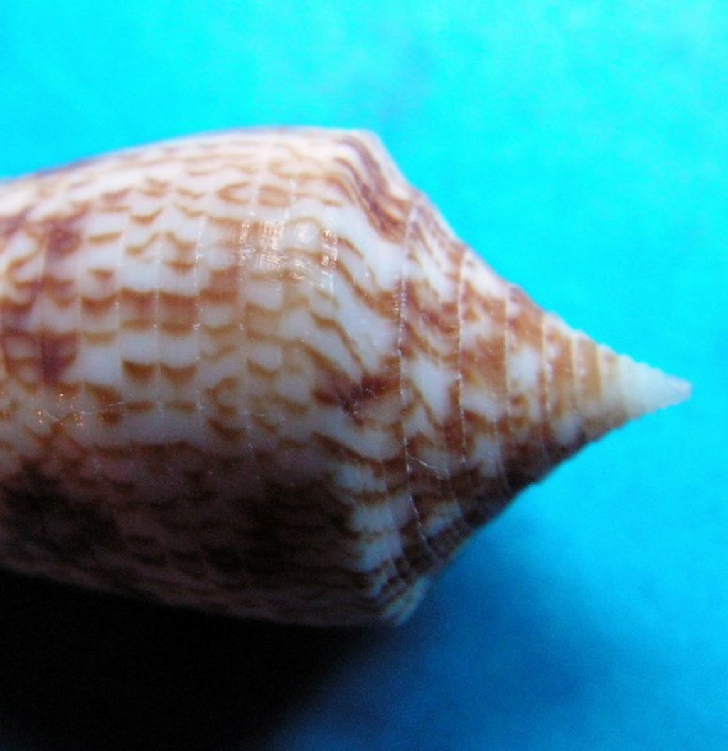 Conus (Phasmoconus) armadillo  Shikama, 1971 C_audu10
