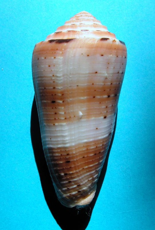 Conus (Pionoconus) aurisiacus  Linnaeus, 1758 - Page 2 C_auri13