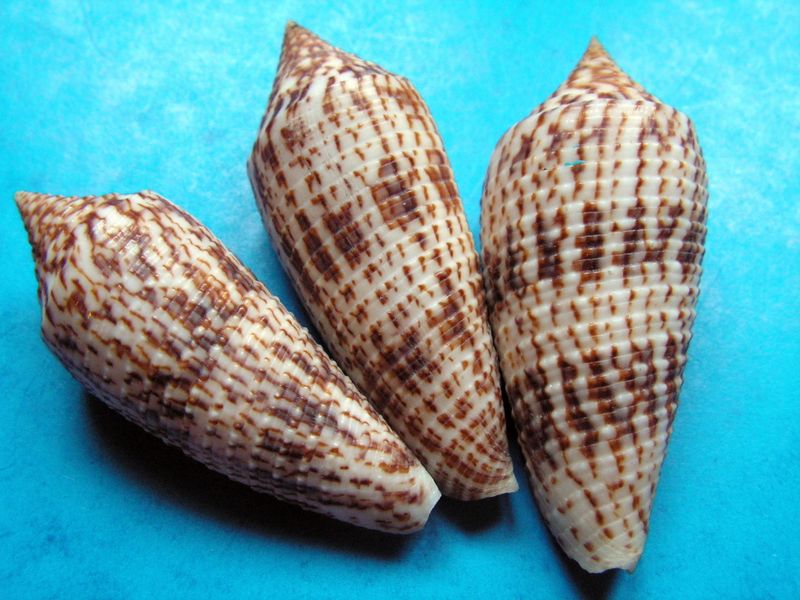 Conus (Phasmoconus) australis  Holten, 1802 C_aust10