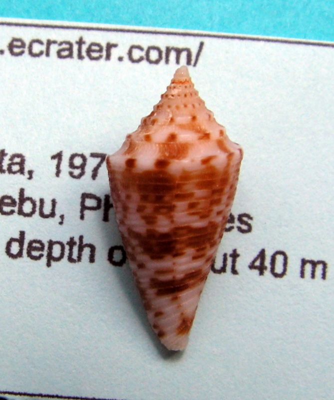 Conasprella (Conasprella) baileyi (Röckel & da Motta, 1979) C_bail10