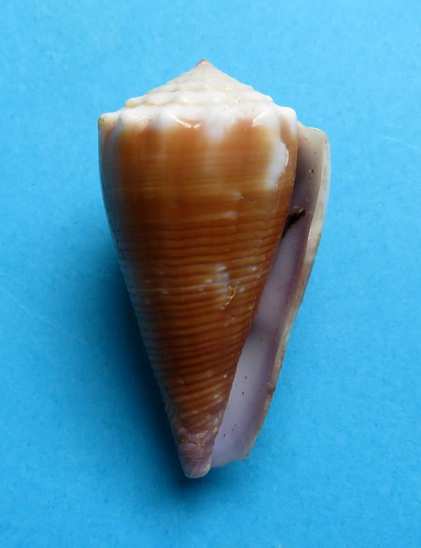 Conus (Floraconus) balteatus  (G. B. Sowerby I, 1833) C_balt11