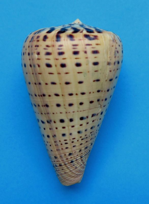 Conus (Dendroconus) betulinus zulu Petuch, 1979 voir  Conus (Dendroconus) betulinus Linnaeus, 1758 C_betu10
