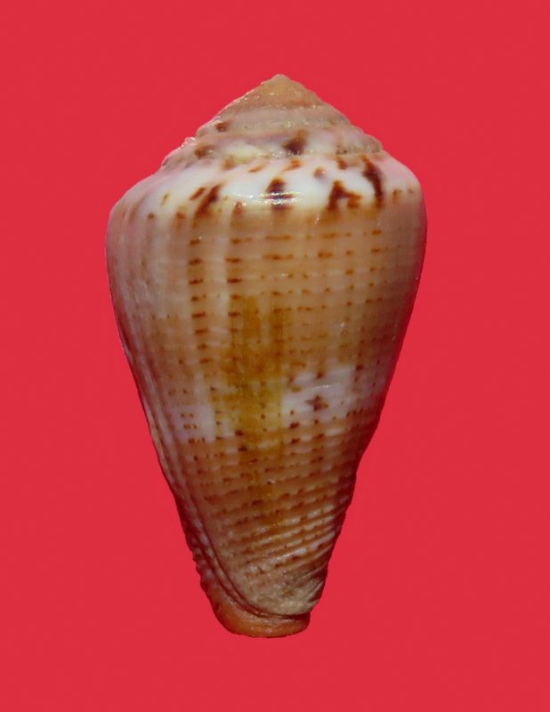 Conus (Splinoconus) biliosus  (Röding, 1798) C_bili10