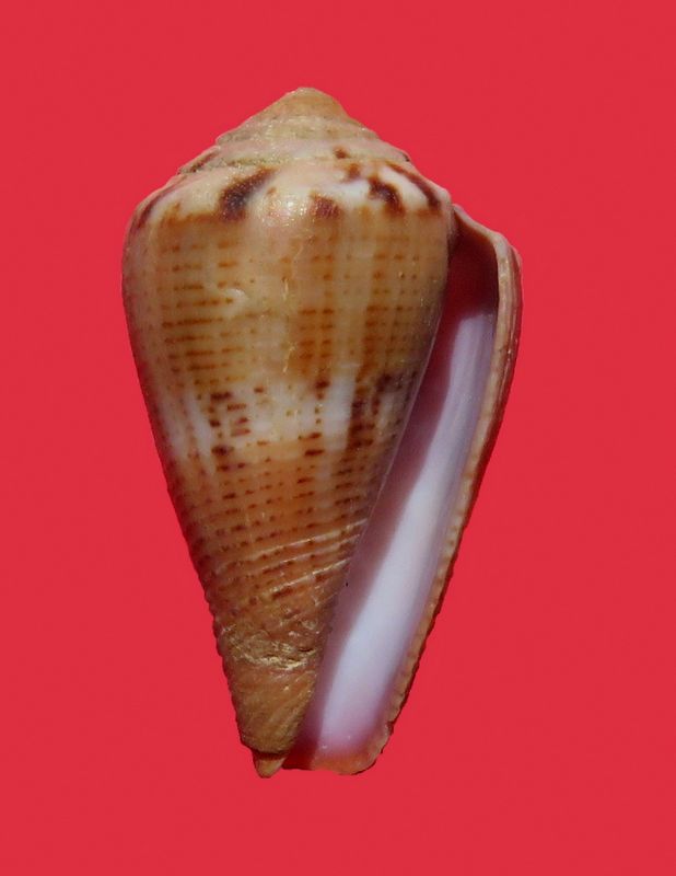 Conus (Splinoconus) biliosus  (Röding, 1798) C_bili11