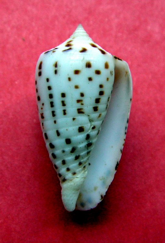 Conus (Phasmoconus) blanfordianus  Crosse 1867 C_blan13