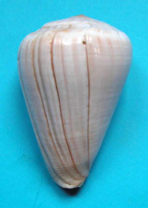 Conus (Dendroconus) buxeus  Röding, 1798 C_buxe10