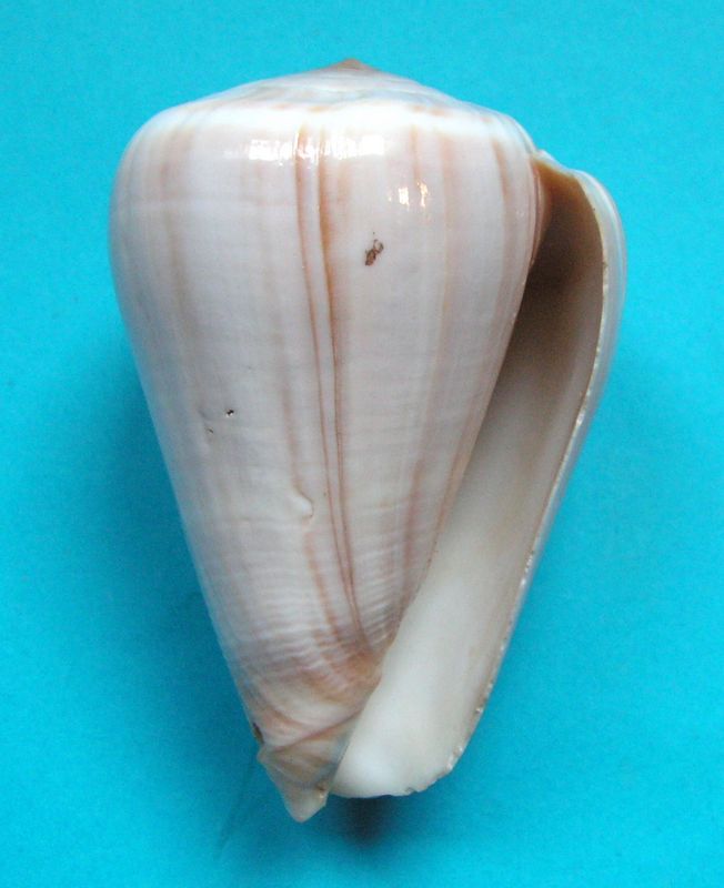 Conus (Dendroconus) buxeus  Röding, 1798 C_buxe11