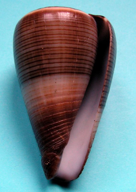 Conus (Dendroconus) loroisii insignis  Dautzenberg, 1937 voir Conus (Dendroconus) buxeus Röding, 1798 C_buxe14