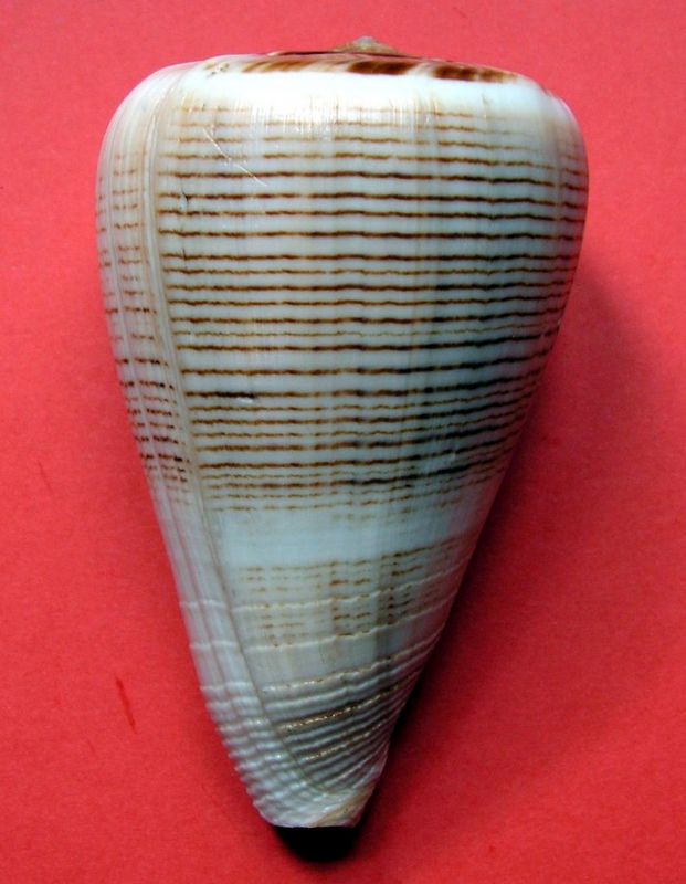 Conus (Dendroconus) loroisii insignis  Dautzenberg, 1937 voir Conus (Dendroconus) buxeus Röding, 1798 C_buxe16