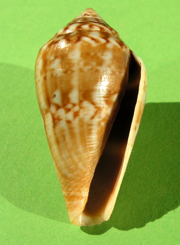 Conidae Californiconus californicus  (Reeve, 1844) C_cali11