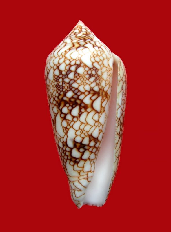 Conus (Cylinder) canonicus condensus   Sowerby II, 1866 C_cano11