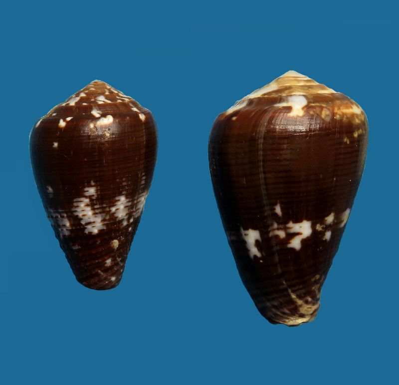 Conus (Pionoconus) catus fuscoolivaceus  Dautzenberg, 1937 C_catu16