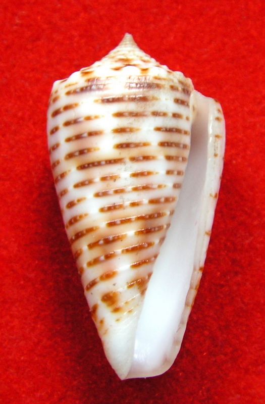 Conus (Phasmoconus) cebuensis Wils, 1990 C_cebu11