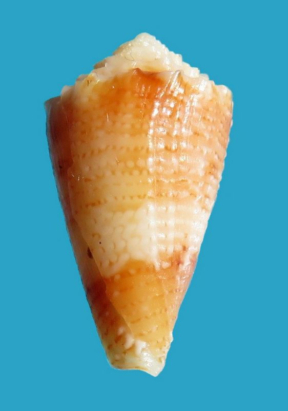 Conus (Stephanoconus) chiangi   Azuma, 1972 C_chia10