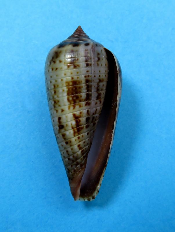 Conus (Phasmoconus) cinereus gabrielii  Kiener, 1846 C_cine11