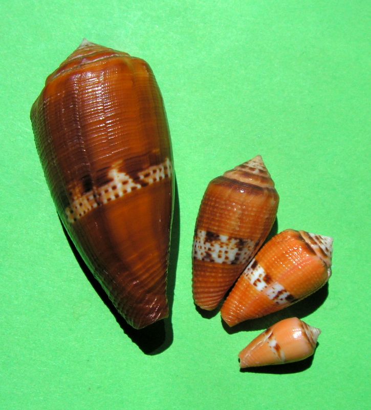 Conidae Conus (Rubroconus) coccineus   Gmelin, 1791 C_cocc10